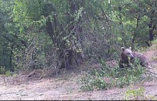 Boz ayının erik yediği anlar foto kapanla görüntülendi