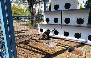 Bu da kedi malikânesi