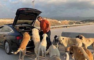 Bu köpekler çok şanslı...Milyonluk arabaya binip...