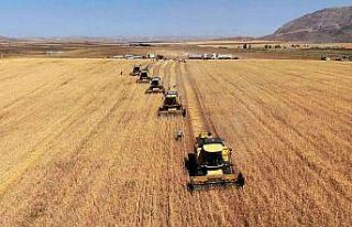 Buğdayda bereket yılı, depolar doldu taştı