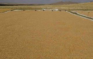 Buğdayın tarladan değirmene yolculuğu