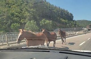 Bursa’da başıboş atlar trafiği birbirine kattı