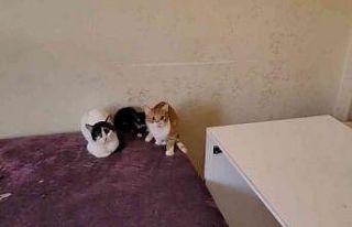 Bursa’da çöp evden onlarca kedi çıktı