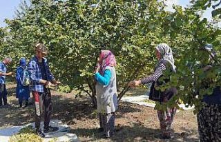 Bursa’da fındık hasadı başladı; 66 milyon TL...