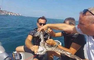 Bursa’da martı kurtarma operasyonu