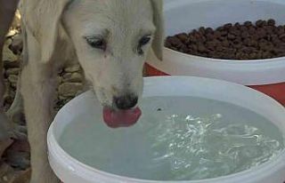 Bursa’da sıcak havalarda sokaktaki can dostlar...