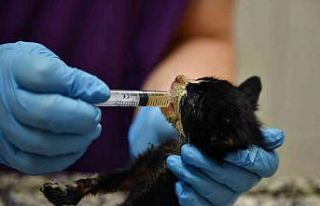 Bursa’da zifte bulanmış kediler hayata döndürüldü