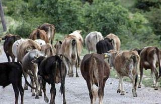 Büyükbaş hayvan sayısı haziran itibarıyla 17,9...