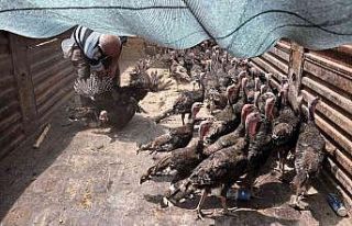 Büyükşehir  Korkuteli’de hindi dağıttı