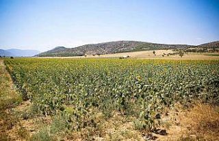 Büyükşehirin verdiği ayçiçek tohumları çiçek...