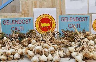 Çaltı sarımsağına coğrafi işaret