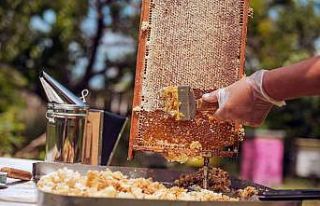 Çam balı ihracatı yüzde 76 arttı