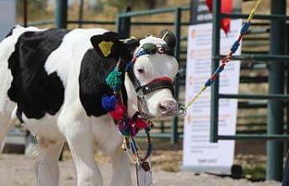 Çameli’nde buzağı, domates ve fasulyenin en güzelleri...