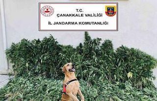 Çanakkale’de uyuşturucu operasyonu: 6 gözaltı