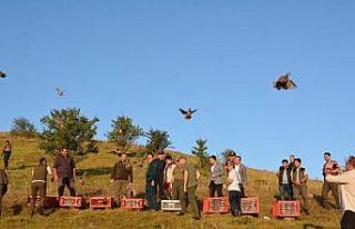 Çankırı’da 500 keklik doğaya salındı