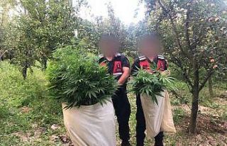 Çankırı’da uyuşturucu operasyonu: 100 kök kenevir...