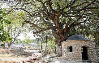 Çapaçarık Türbesi ve çevresi düzenleniyor