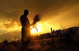 Çiftçilerin zorlu hasat telaşı