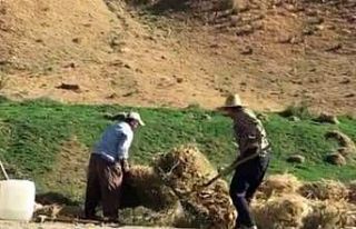 Çiftçilerin zorlu mesaisi