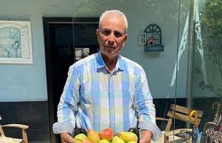 Çiftçiye örnek olsun diye dikti, dev armutlar yetiştirdi