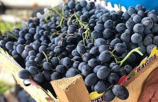 Cimin üzümü tezgahtaki yerini almaya başladı