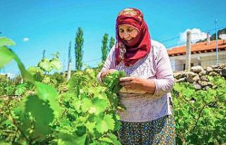 Coğrafi işaretli lezzet 400 milyon liralık girdi...