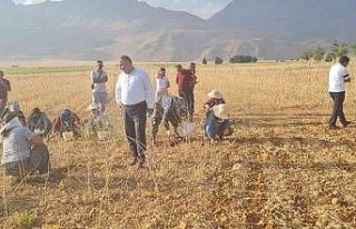 Coğrafi işaretli Tunceli sarımsağının ilk hasadı...