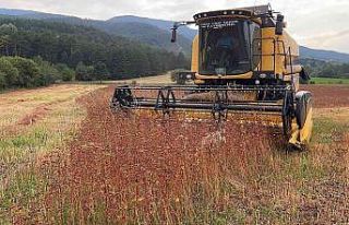 Çölyak hastalarının aradığı karabuğdayın...