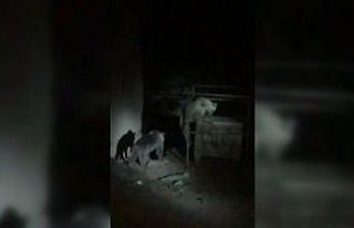 Çöplükte yiyecek arayan ayılar görüntülendi