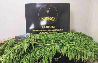 Çorum polisinden uyuşturucu operasyonu