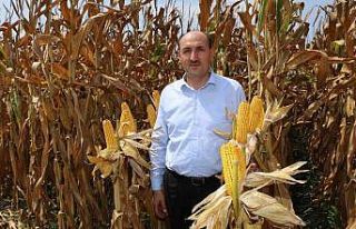 Çukurova’da mısır hasadı başladı