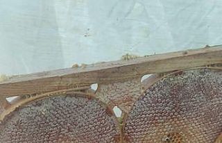 Darende’de bal sağım ve süzme mesaisi