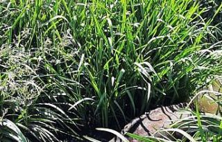 Derede mahsur kalan ineği itfaiye kurtardı