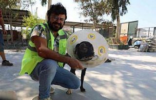 Didim Belediyesi Barınağı’nda yüz nakli yapılan...