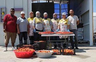 Didim Belediyesi domates hasadına başladı