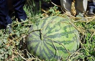 Diyarbakır’da 30 bin dekarda 121 ton karpuz hasadı