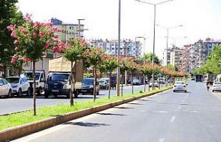 Diyarbakır’da caddelere 2 bin Oya ağacı dikildi