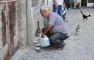 Diyarbakır’da sokak hayvanlarına destek: Günde...