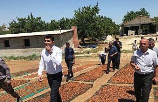 Doğanşehir’de kayısı hasadında sona doğru