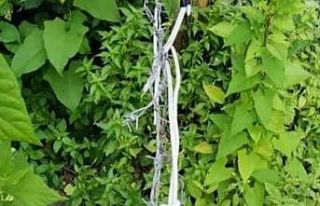 Domuzlar için tuzak kurdu, o tuzakta eşini kaybetti