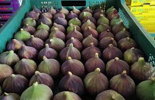 Dünyaca ünlü Kraliçe İnciri’nde aracı oyunu