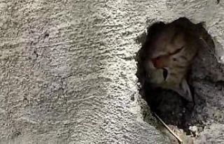 Duvardaki delikte sıkışan kedi kurtarıldı