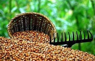 Düzce’de fındık alımları başlıyor