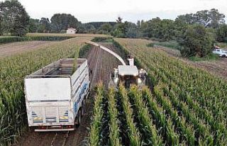 Edirne’de silajlık mısır hasadı başladı