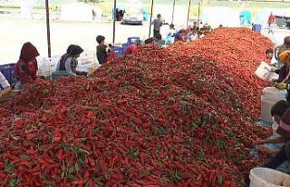 Ekmeklerini acıdan çıkartıyorlar