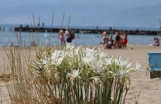 EKODOSD, kum zambaklarının korunması için çalışma...