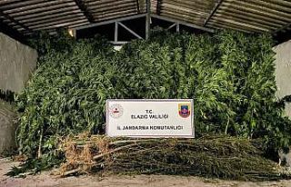 Elazığ’da 68 kök kenevir ve 25 kilogram kubar...