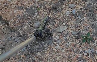 Elbise dolabından yılan çıktı