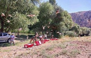 Elbistan’da 525 adet kınalı keklik doğaya salındı