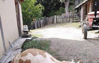 Elektrik akımına kapılan büyükbaş hayvan telef...